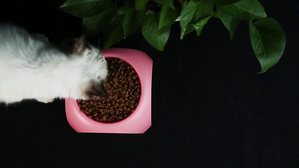 《电商视频》猫碗